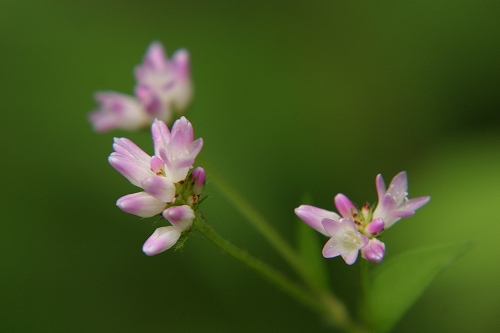 森林公園の花_d0029705_23495921.jpg