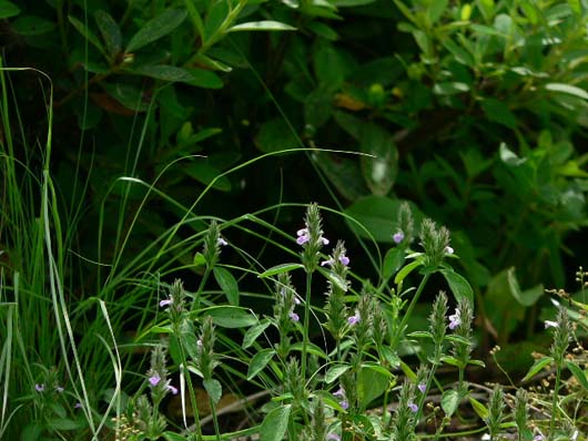 廃屋の庭に咲く野草たち　-その3-_d0033059_1826339.jpg