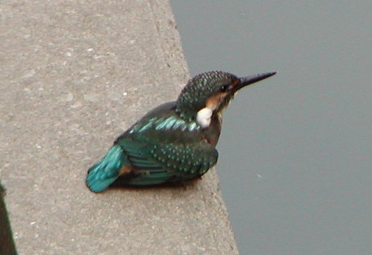 ■鳥類園・最新情報(9/10~9/11)_e0046474_11565913.jpg