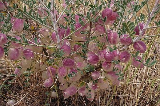 沙漠の花 ３ 風船みたいな種子 えるだま 世界の国から