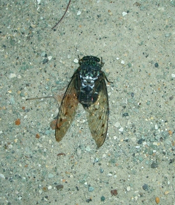 c0065512_134503.jpg
