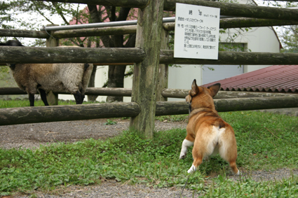 会いたいと　川を渡って　吠える犬_b0031538_12222325.jpg