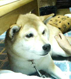 動物バトンで~す!_c0049950_2310533.jpg