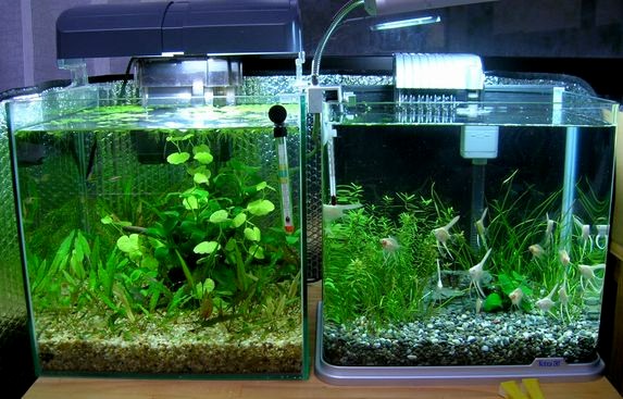 エンゼル水槽に水草を入れました ナースの独り言