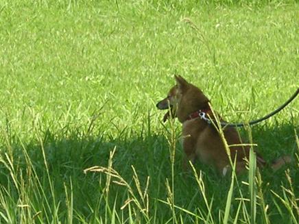 現代犬用語辞典　　（今日の担当　デン、萌、龍、春）　　２００５年９月１４日水曜日_e0039087_1430311.jpg