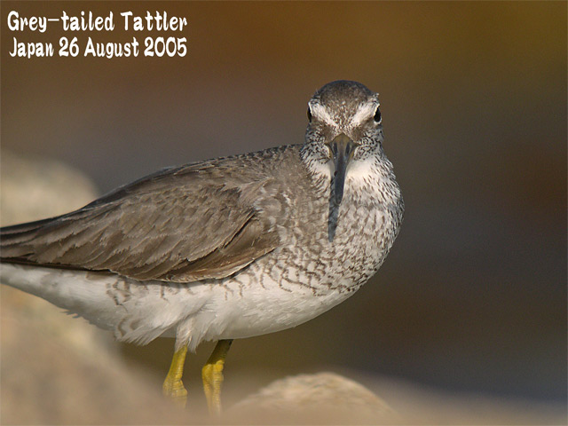 キアシシギ 2     Grey-tailed Tattler 2_c0071489_12361486.jpg