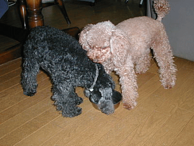 d0014690_20375024.gif