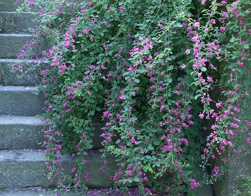 桐壷の巻 2 ミヤギノハギ 宮城野萩 野草デジカメ日記 桐壷の巻 2 ミヤギノハギ 宮城野萩 野草デジカメ日記