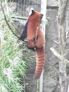 Ｔｈｉｓ　伊豆　レッサーパンダ_c0053520_8402633.jpg