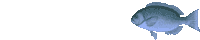 b0036443_2375841.gif