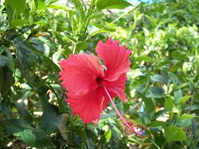 Hibiscus  in Hawaii_d0041548_10462283.jpg