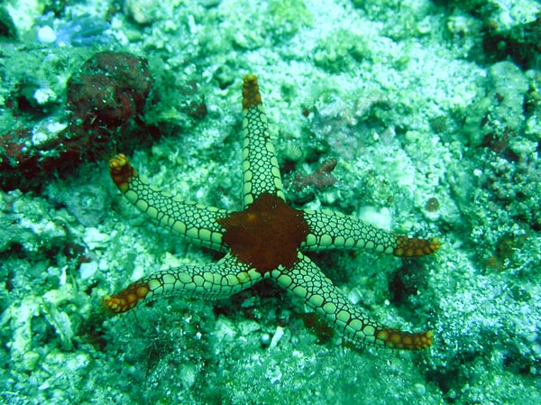 246 ジュズベリヒトデ ランゲルハンス島の海