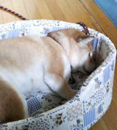 飼い犬の心配事_c0049950_20335620.jpg