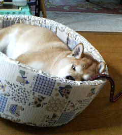 飼い犬の心配事_c0049950_20362485.jpg
