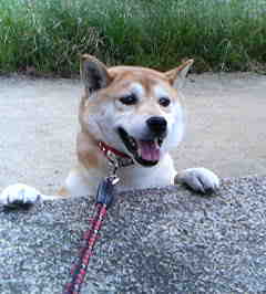 飼い犬の心配事_c0049950_20582919.jpg