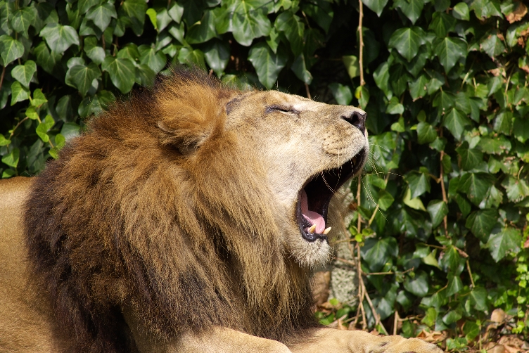 天王寺動物園16_e0060169_20313534.jpg