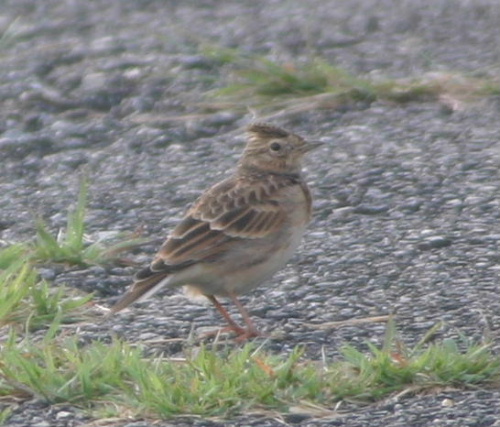 e0018678_21425159.jpg