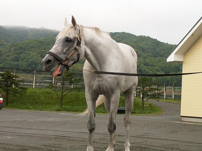 オグリキャップ（０５’牧場写真５）_b0015386_1939935.jpg