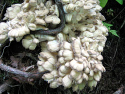 c0024729_20535233.jpg
