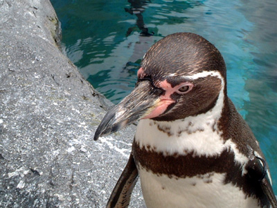 フンボルトペンギン 今日のトリサン