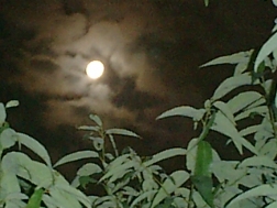 e0028056_20561333.jpg