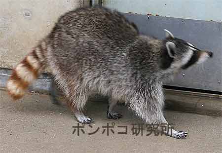 まがい物に注意ポン ポンポコ研究所 まがい物に注意ポン ポンポコ研究所