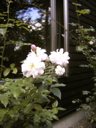 庭に想う。_d0028589_22492065.jpg