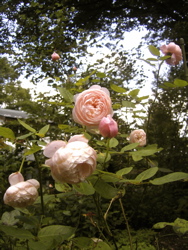 庭に想う。_d0028589_2249443.jpg