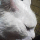 c0005007_2485333.gif