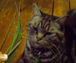 d0000247_16315012.gif