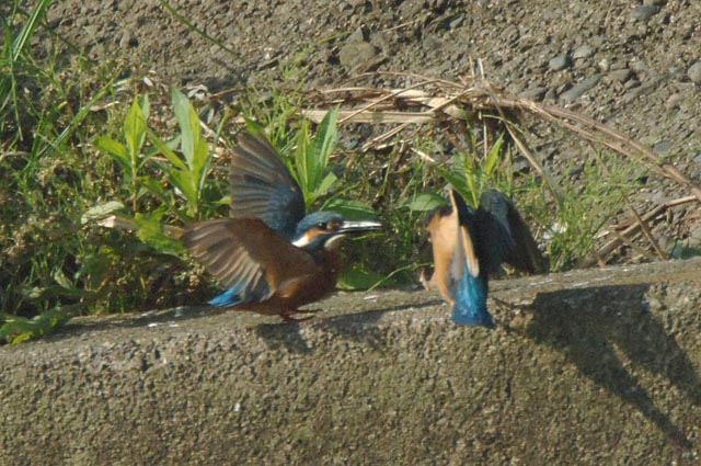 親子のバトル_b0024798_1126893.jpg