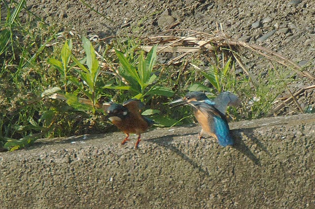 親子のバトル_b0024798_11275450.jpg