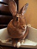 b0030701_12315676.gif