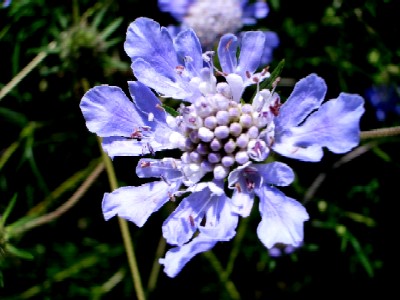 再び・・・八幡高原（高原の花）_c0042418_8333144.jpg