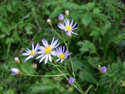 再び・・・八幡高原（高原の花）_c0042418_83845.jpg