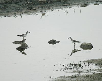 大阪南港野鳥園_e0035757_21534968.jpg