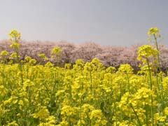 菜の花と桜_e0071967_20155018.jpg