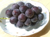 e0067595_10512034.jpg