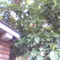 c0030327_1172755.jpg