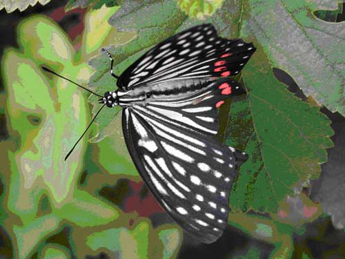 密航者 アカボシゴマダラ_b0047738_11294188.jpg