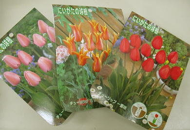 9月20日 秋植え球根_a0001354_188023.jpg