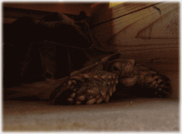b0055276_15658.gif