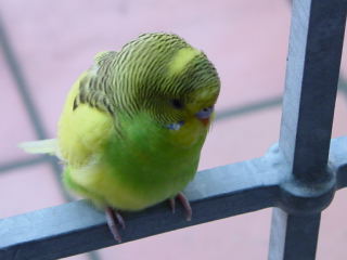 可愛いお客さま （Piccolo visitatore）_d0006400_054376.jpg