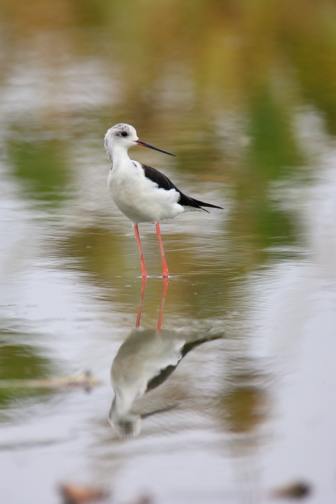 Black-winged Stilt, Tokushima   セイタカシギ_c0034905_12351978.jpg