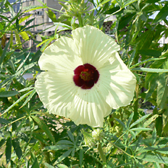 晩夏に_c0069048_62192.jpg
