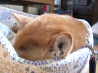 ふたつのアクシデント_c0049950_20504766.jpg