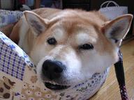 ふたつのアクシデント_c0049950_20515851.jpg