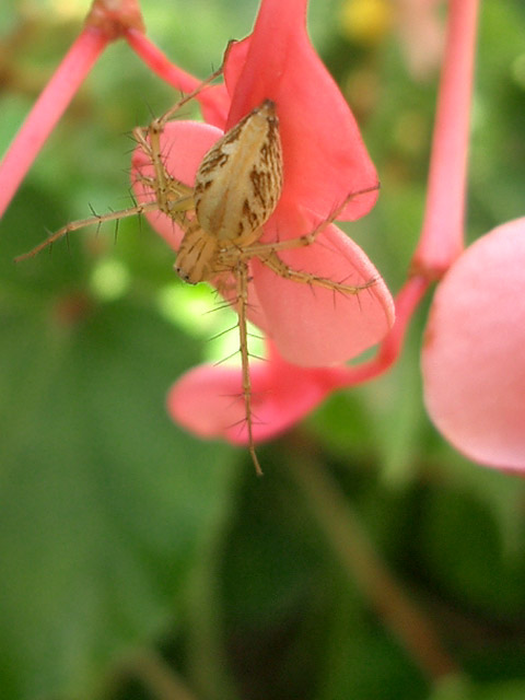 シュウカイドウにササグモ（♀）_e0064461_23153699.jpg