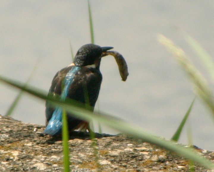 鳥類園・最新情報(9/17~19)_e0046474_12412040.jpg
