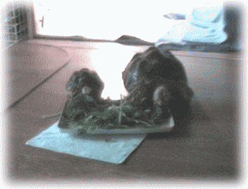 b0055276_22401660.gif